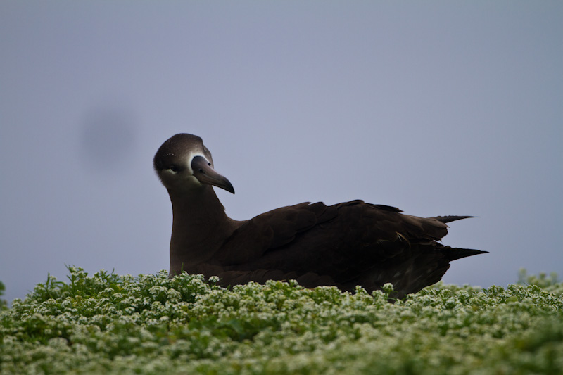 Black-Footed Albatross