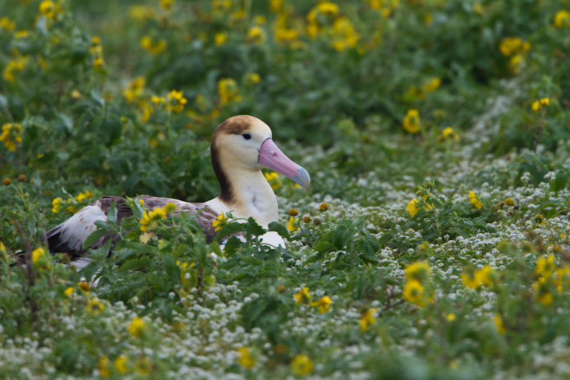 Short-Tailed Albatross