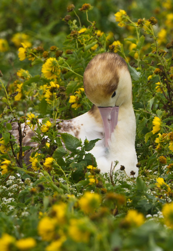 Short-Tailed Albatross