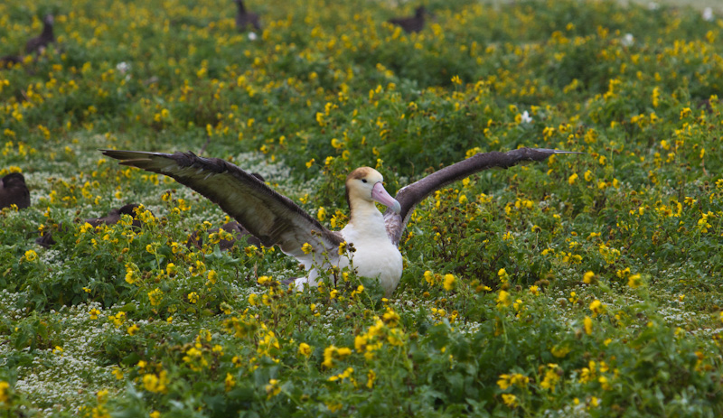 Short-Tailed Albatross