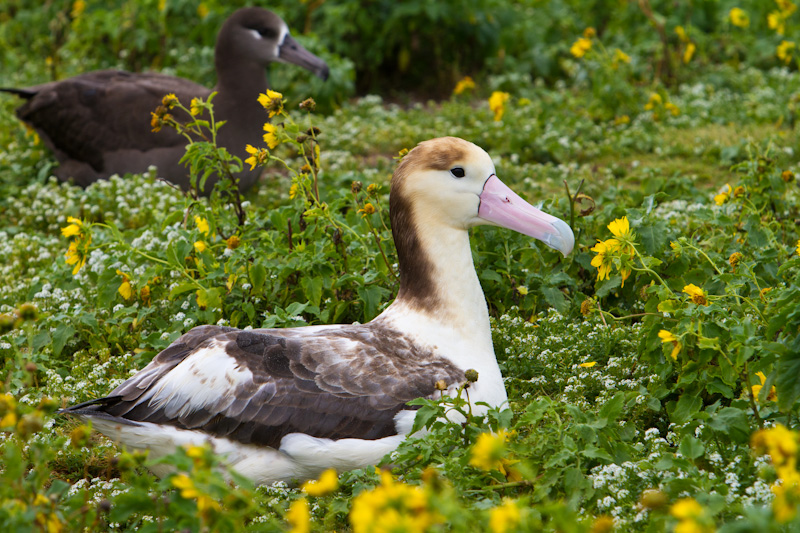 Short-Tailed Albatross