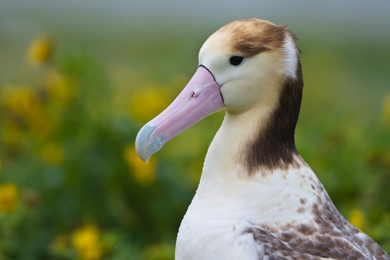 Short-Tailed Albatross