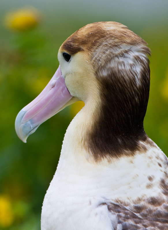 Short-Tailed Albatross