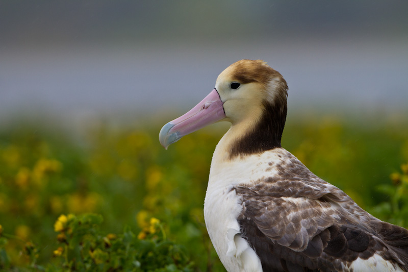 Short-Tailed Albatross