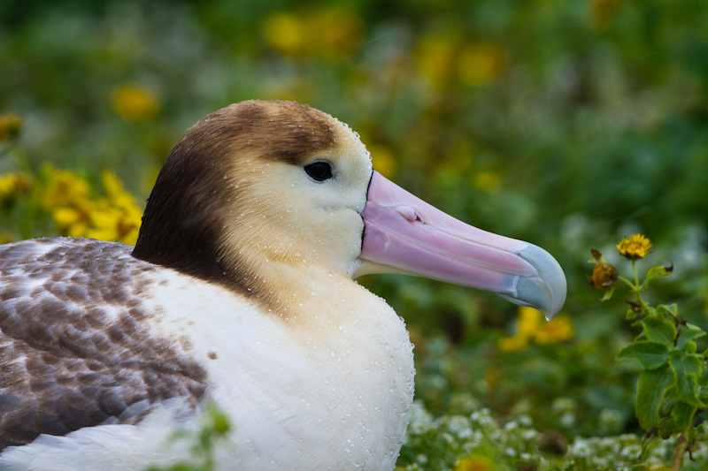 Short-Tailed Albatross