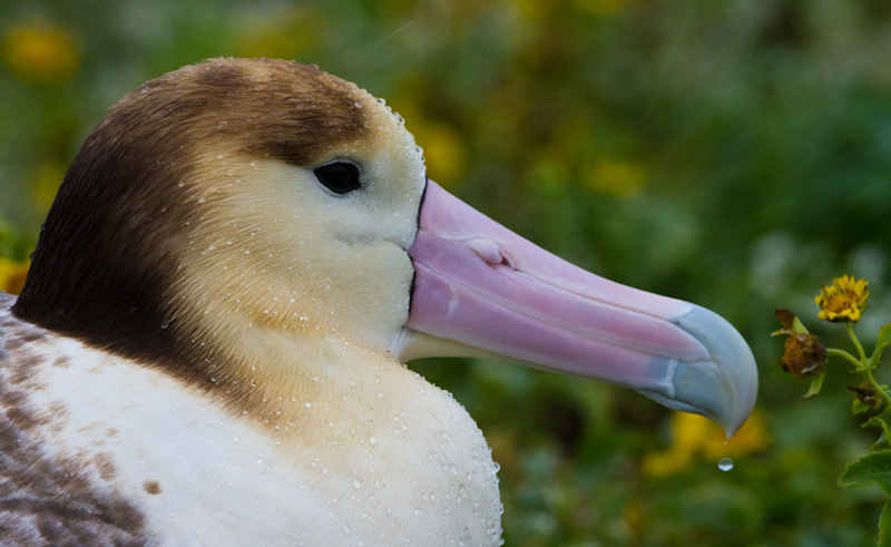 Short-Tailed Albatross