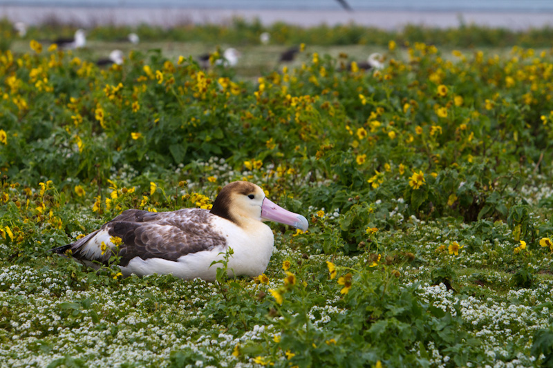 Short-Tailed Albatross