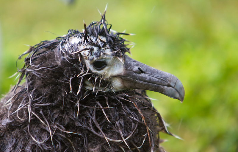 Rain-Soaked Laysan Albatross Chick