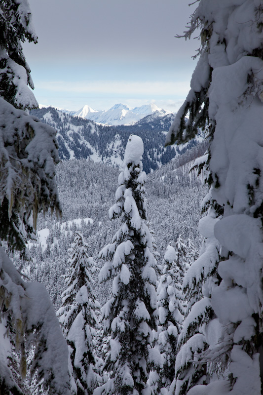 Cascades And Snow Covered Trees