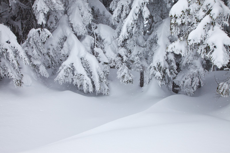 Snow Covered Trees