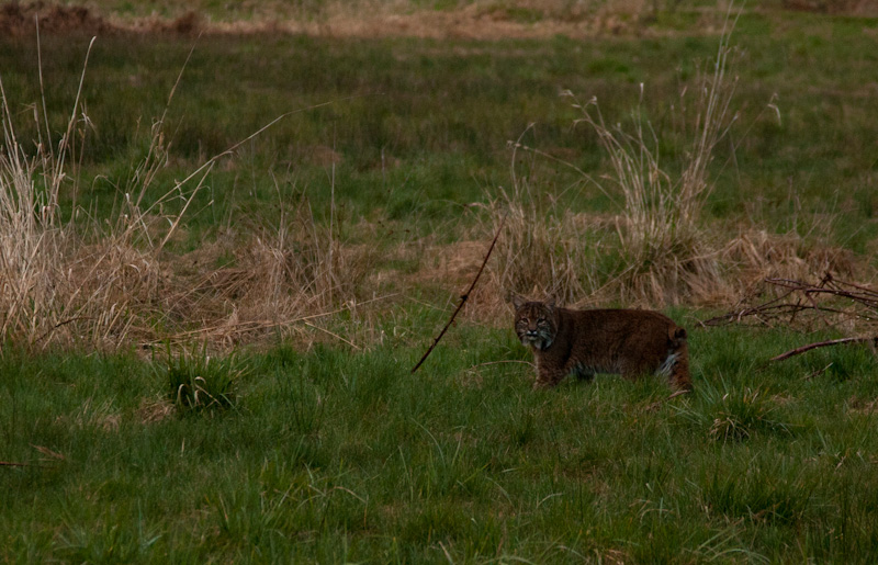 Bobcat