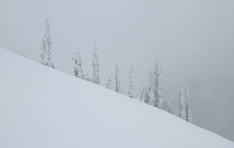 Fir Trees In Snow Storm