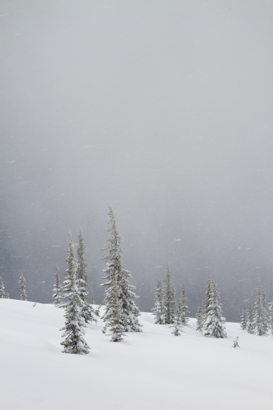 Fir Trees In Snow Storm