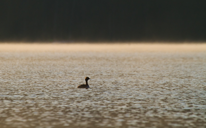 Horned Grebe Silhouette