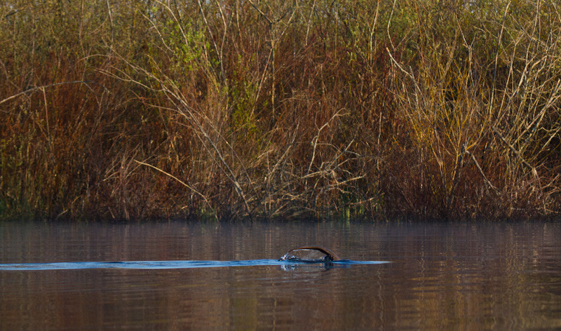 River Otter Diving