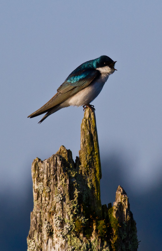 Tree Swallow