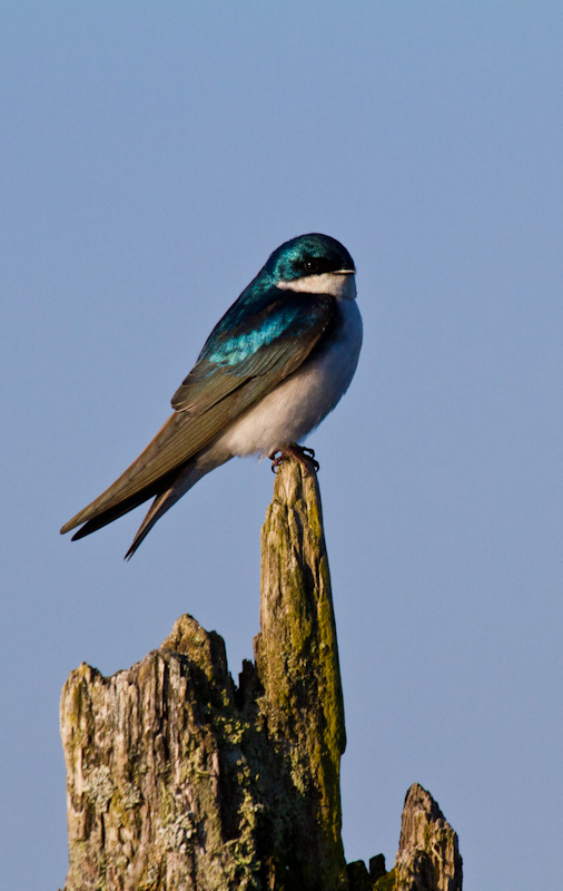 Tree Swallow