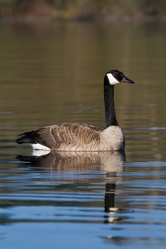 Canadian Goose