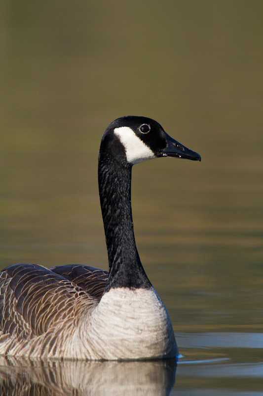 Canadian Goose