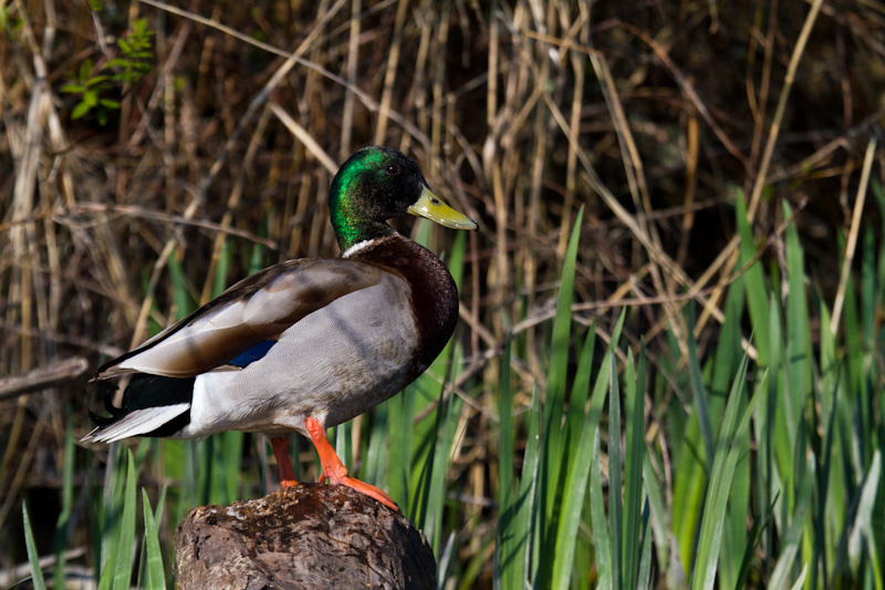 Mallard