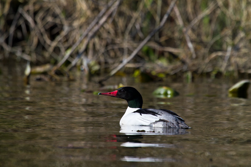 Common Merganser