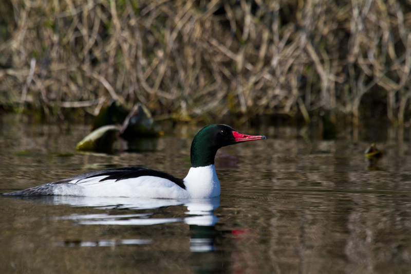 Common Merganser