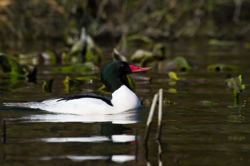 Common Merganser