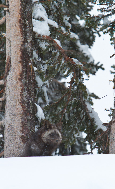 Red Fox In Snowstorm