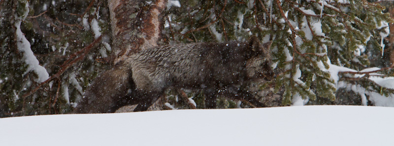 Red Fox In Snowstorm