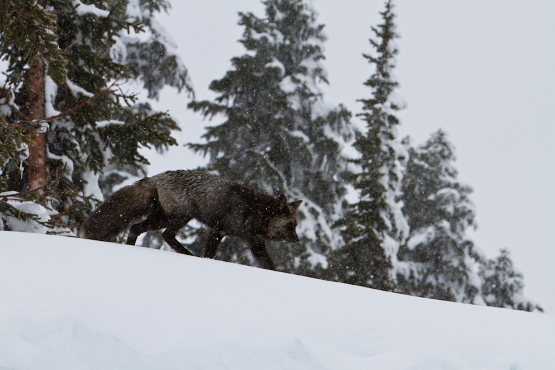 Red Fox In Snowstorm