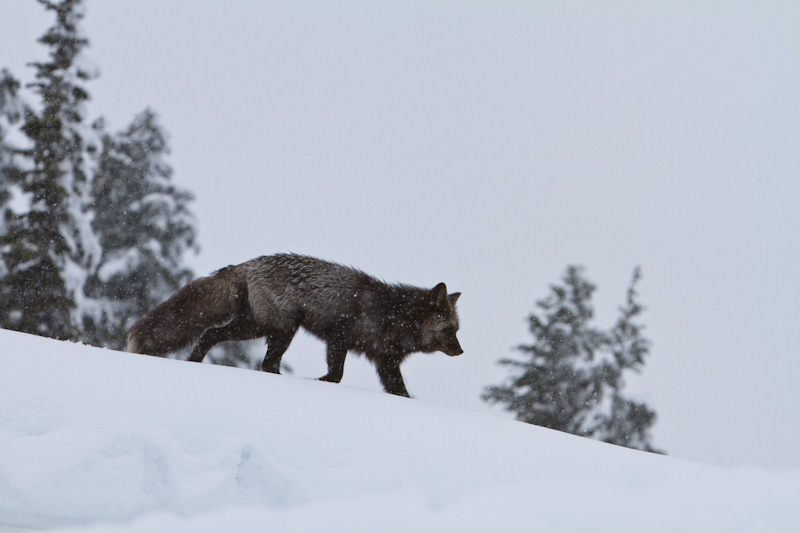 Red Fox In Snowstorm