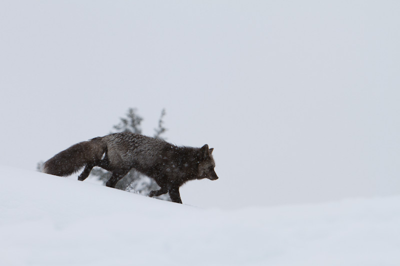 Red Fox In Snowstorm