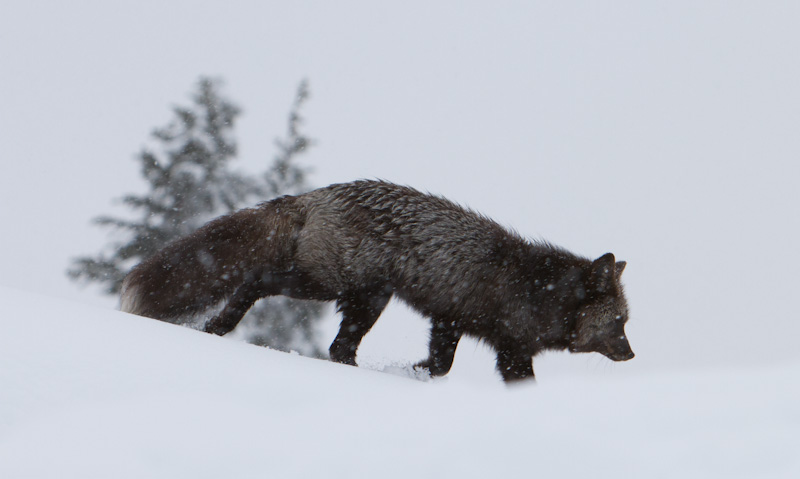 Red Fox In Snowstorm