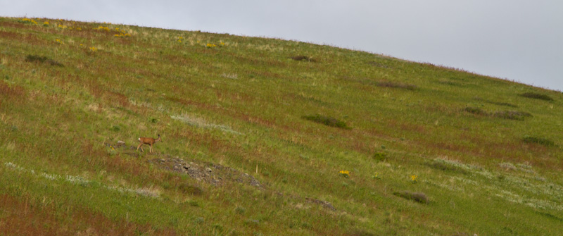 Mule Deer On Grassy Slope