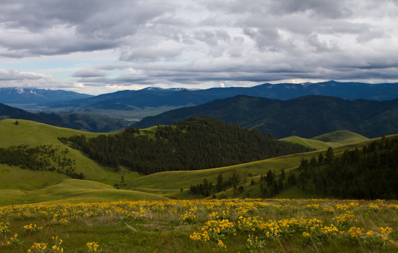 Hills Covered In Arrow-Leaf Basalmroot Flowers