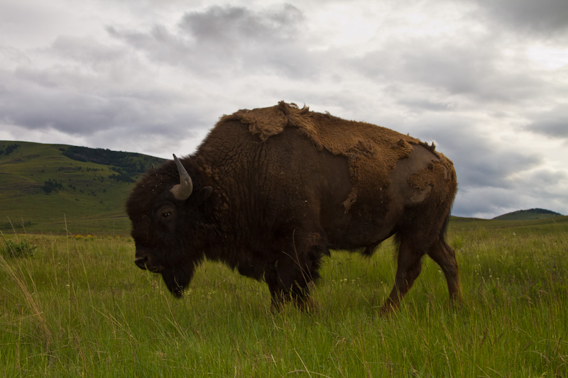 Bison