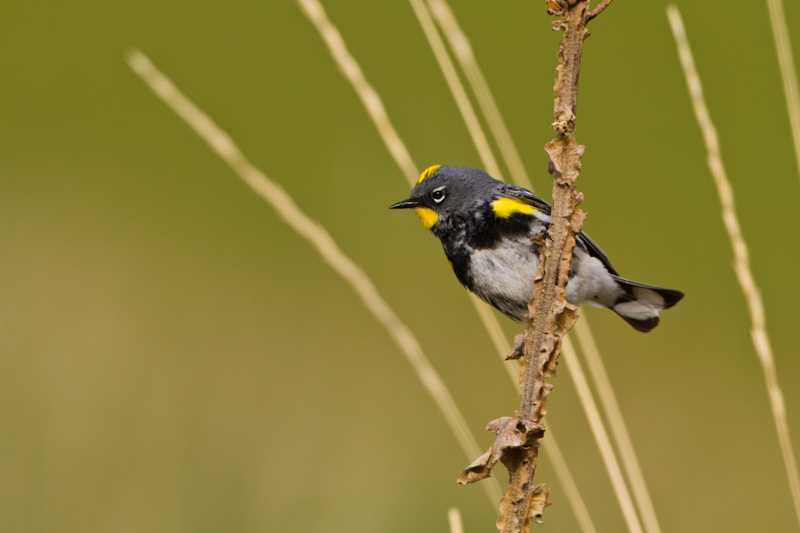 Yellow-Rumped Warbler