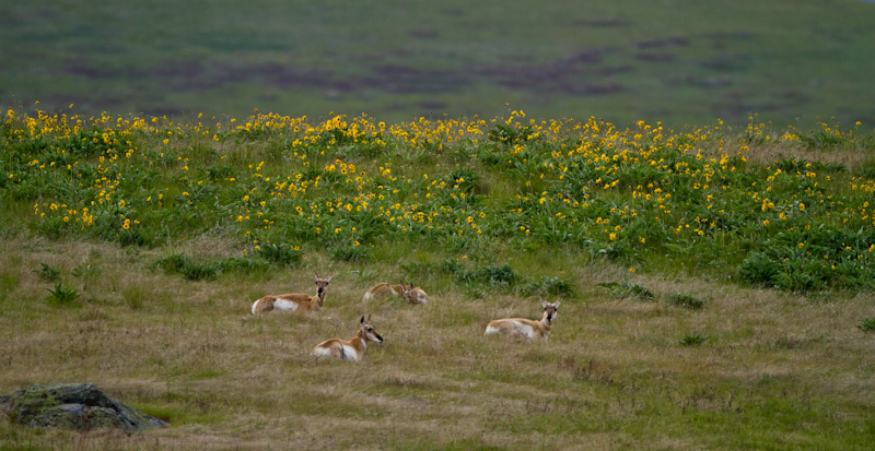 Pronghorn