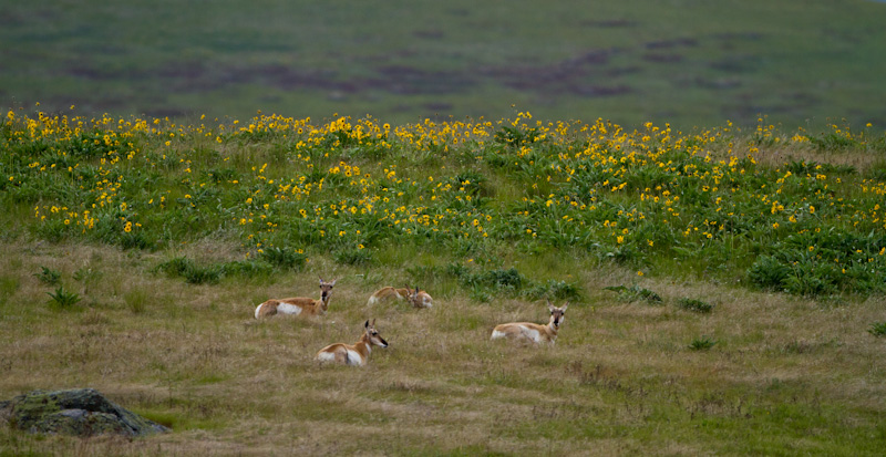 Pronghorn