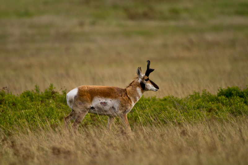 Pronghorn