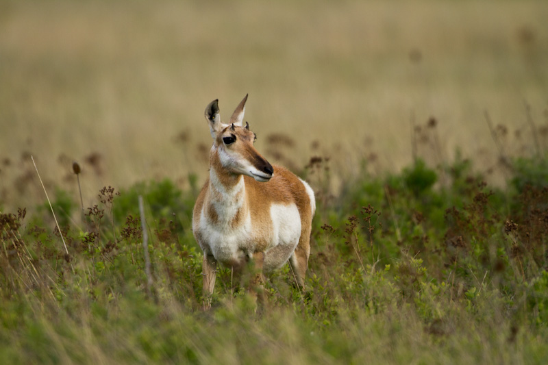 Pronghorn