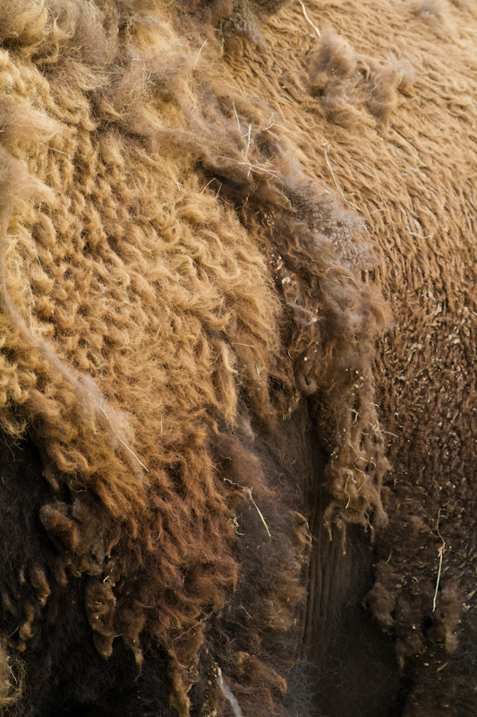 Bison Fur Detail