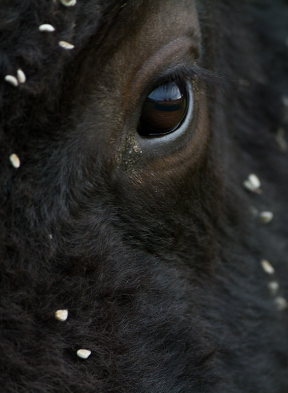 Bison Eye Detail