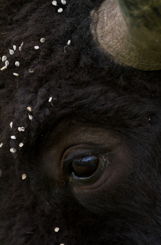 Bison Eye Detail