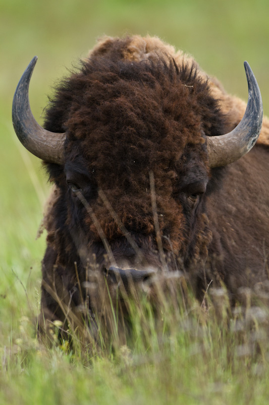 Bison