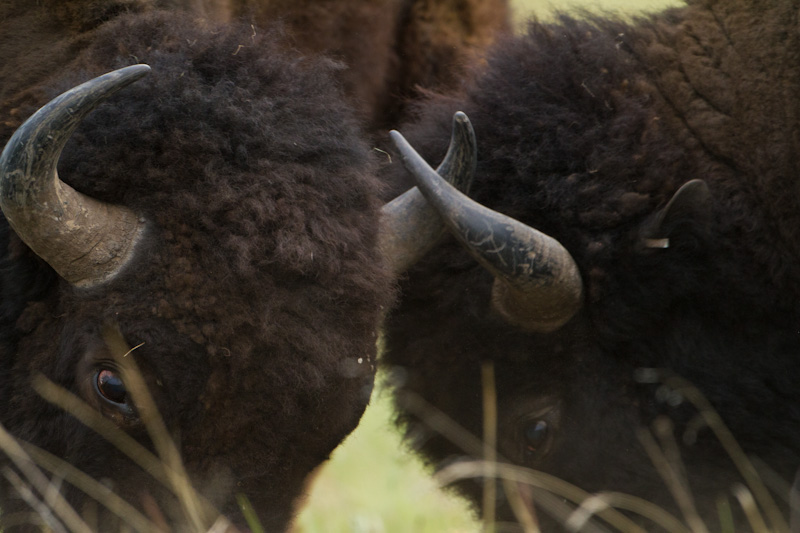 Bison Sparring