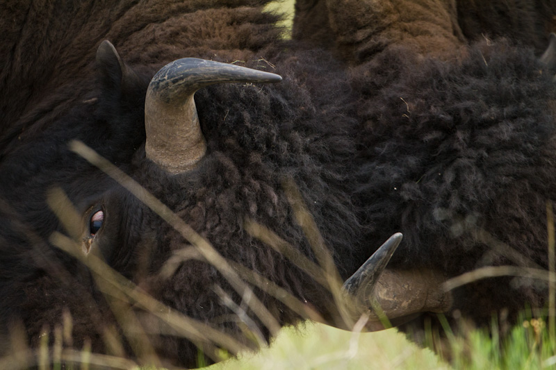 Bison Sparring