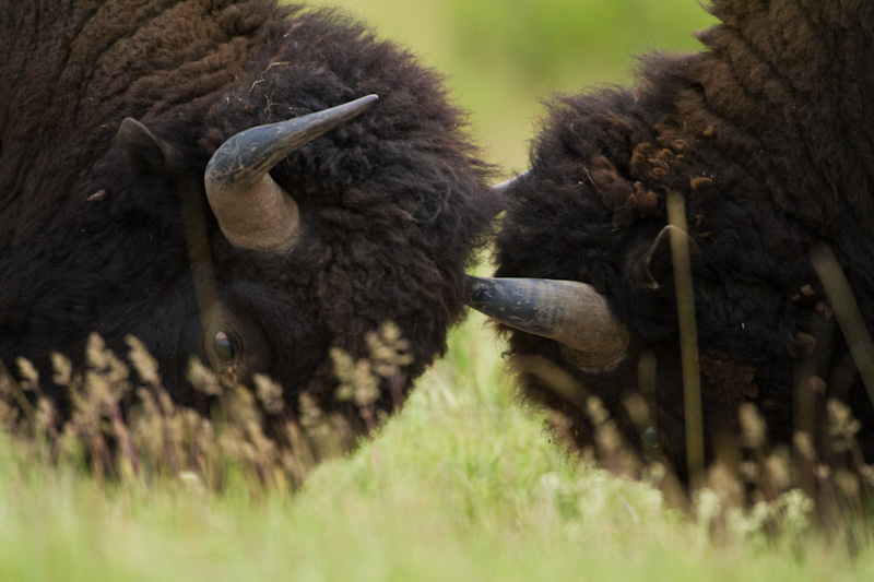 Bison Sparring