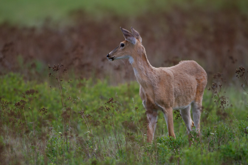 White-Tailed Deer