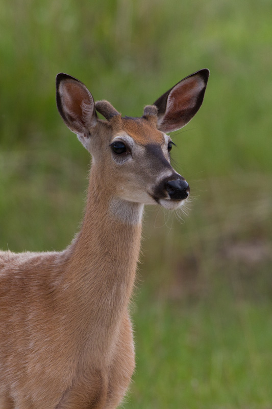 White-Tailed Deer